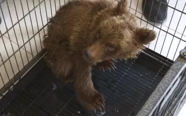 Բնապահպանության և ընդերքի տեսչական մարմին հուլիսի սկզբներին ՀՀ ՊՆ զինծառայողներն ահազանգել էին Վայոց ձոր-Արարատ սահմանագոտում ուժասպառ և անօգնական վիճակում գտնվող արջի քոթոթի մասին։ Այս մասին NEWS.am–ին հայտնում են ՀՀ բնապահպանության և ընդերքի տեսչական մարմնից:  Նույն օրը, Բնապահպանության և ընդերքի տեսչական մարմնի աշխատակիցները, ՀՀ Կարմիր գրքում գրանցված անդրկովկասյան գորշ արջի 4 ամսական հյուծված քոթոթին փոխանցել էին Երևանի «Ֆաունա-Զօօ» ՍՊԸ-ի վայրի կենդանիների վերականգնողական կենտրոն՝ անհրաժեշտ նախնական խնա