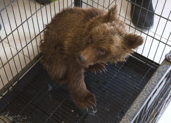 Բնապահպանության և ընդերքի տեսչական մարմին հուլիսի սկզբներին ՀՀ ՊՆ զինծառայողներն ահազանգել էին Վայոց ձոր-Արարատ սահմանագոտում ուժասպառ և անօգնական վիճակում գտնվող արջի քոթոթի մասին։ Այս մասին NEWS.am–ին հայտնում են ՀՀ բնապահպանության և ընդերքի տեսչական մարմնից:  Նույն օրը, Բնապահպանության և ընդերքի տեսչական մարմնի աշխատակիցները, ՀՀ Կարմիր գրքում գրանցված անդրկովկասյան գորշ արջի 4 ամսական հյուծված քոթոթին փոխանցել էին Երևանի «Ֆաունա-Զօօ» ՍՊԸ-ի վայրի կենդանիների վերականգնողական կենտրոն՝ անհրաժեշտ նախնական խնա